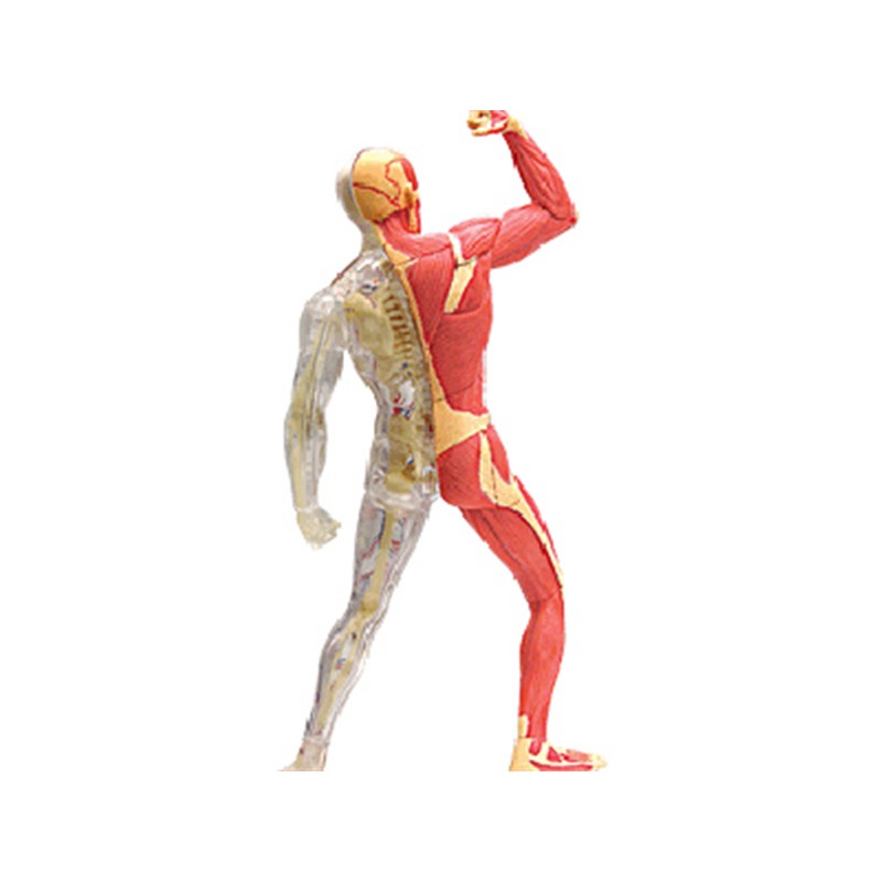 4d Master Human Muscle Skeleto – обзор и цена Medical Lab Technology