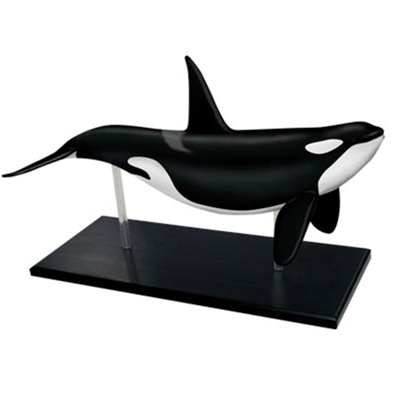 4D Vision Orca Whale Skeleton  – обзор и цена Medical Lab Technology